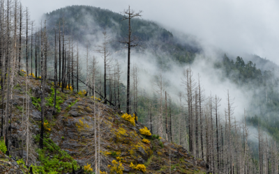 Wildfire Smoke and Air Quality Alerts Sweeping the U.S. from Canadian Wildfires: Resources and Support